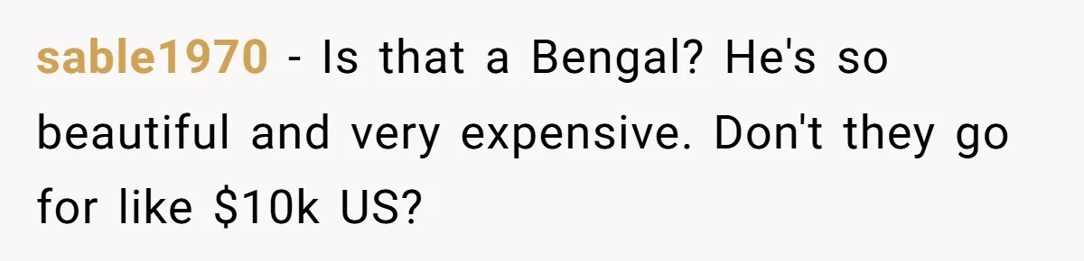 sable1970 - Is that a Bengal? He's so beautiful and very expensive. Don't they go for like $10k US?