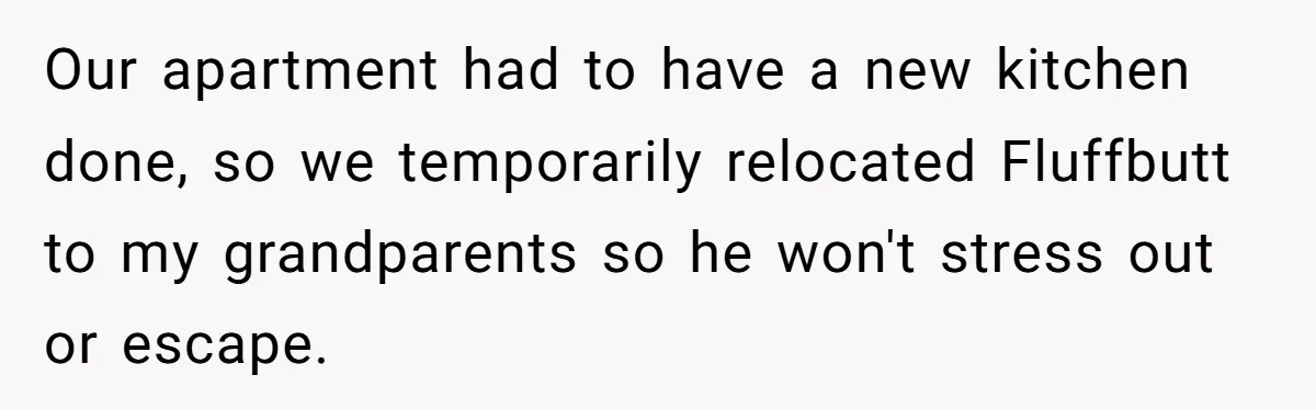 Our apartment had to have a new kitchen done, so we temporarily relocated Fluffbutt to my grandparents so he won't stress out or escape.