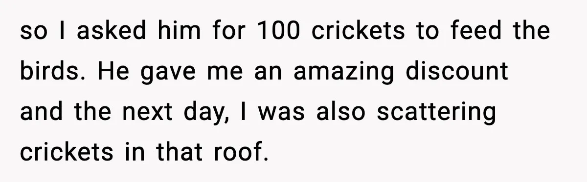 so I asked him for 100 crickets to feed the birds. He gave me an amazing discount and the next day, I was also scattering crickets in that roof.
