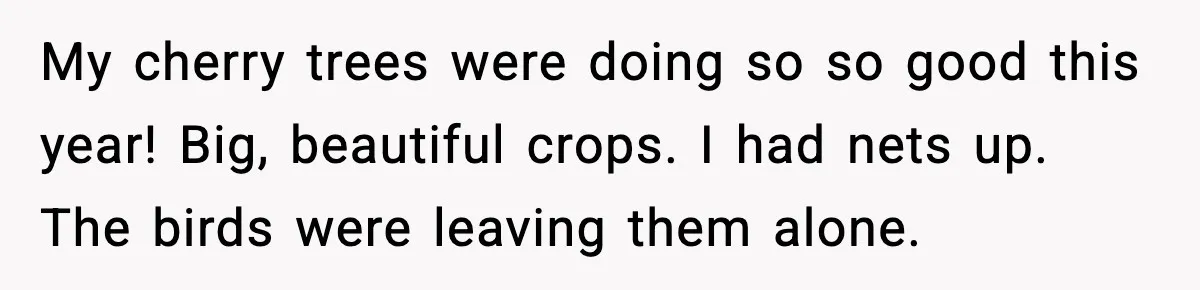 Gardener Devastated After MIL Harvests Entire Cherry Crop While She Was At Work My cherry trees were doing so so good this year! Big, beautiful crops. I had nets up. The birds were leaving them alone.