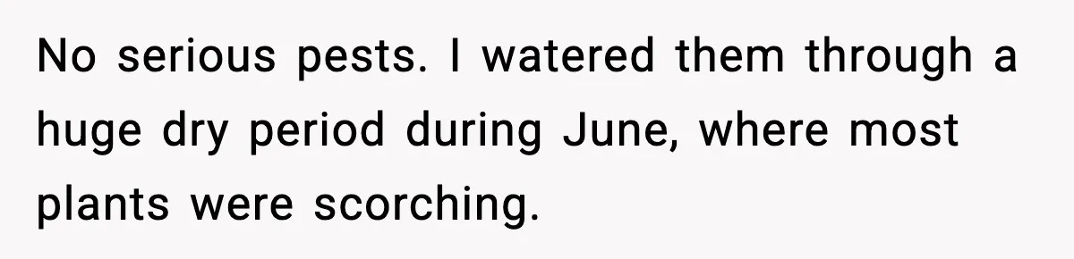 Gardener Devastated After MIL Harvests Entire Cherry Crop While She Was At Work No serious pests. I watered them through a huge dry period during June, where most plants were scorching.