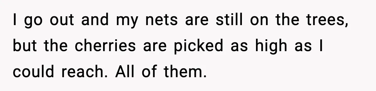 Gardener Devastated After MIL Harvests Entire Cherry Crop While She Was At Work I go out and my nets are still on the trees, but the cherries are picked as high as I could reach. All of them.