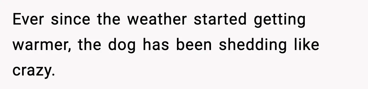 Babysitter Refuses To Return After Mom Fires Him For Brushing Dog, Then Begs Him To Come Back Ever since the weather started getting warmer, the dog has been shedding like crazy.