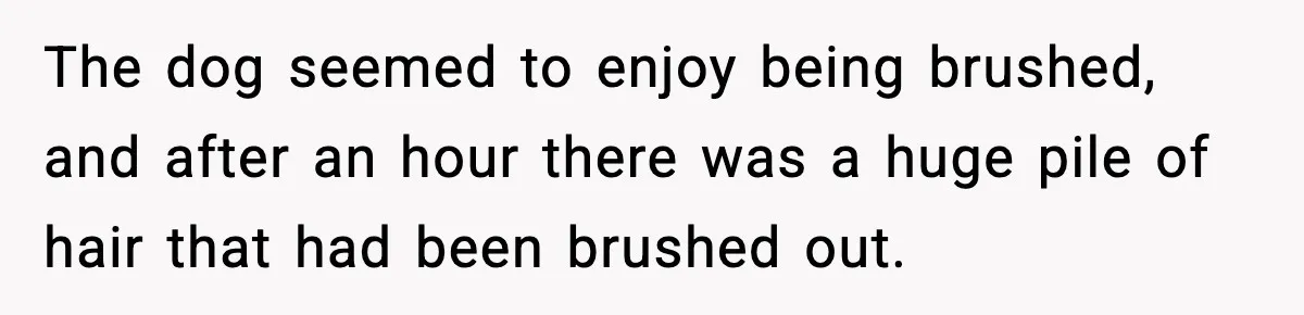 Babysitter Refuses To Return After Mom Fires Him For Brushing Dog, Then Begs Him To Come Back The dog seemed to enjoy being brushed, and after an hour there was a huge pile of hair that had been brushed out.