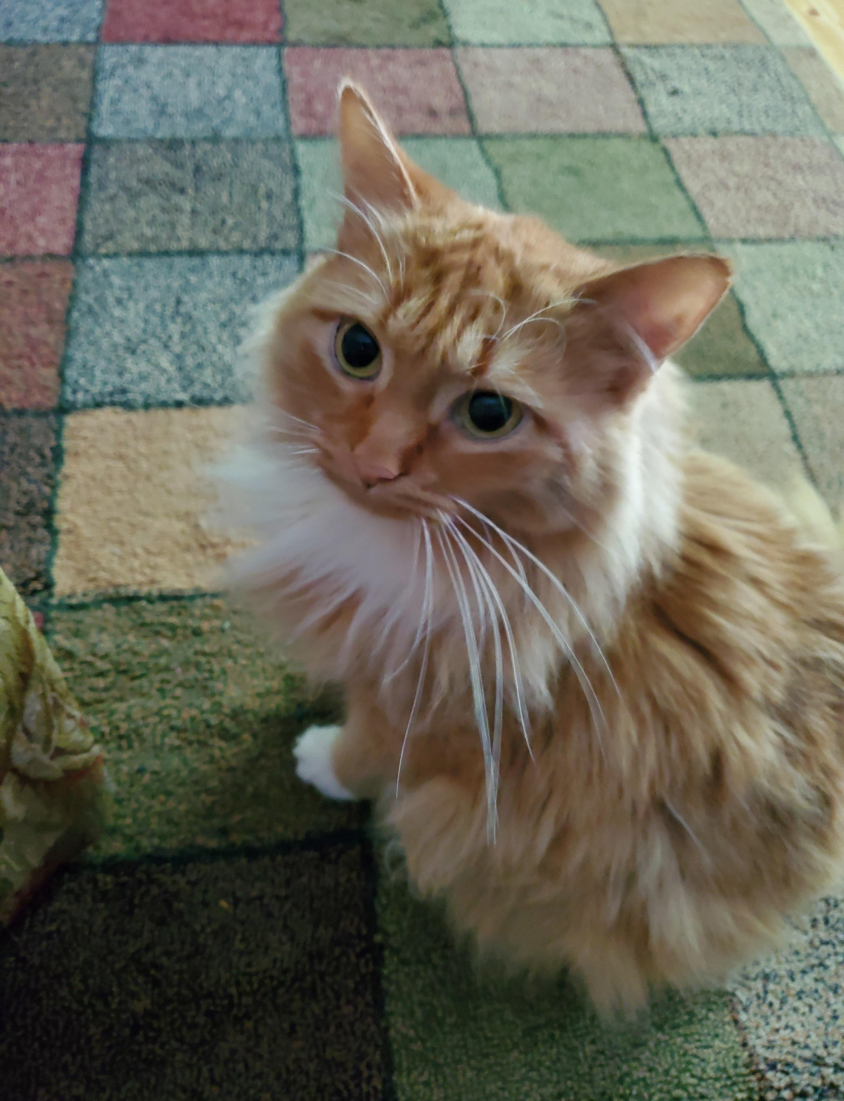 This Man’s Vegan Girlfriend Wants Him To Get Rid Of His Cat, What Should He Do?