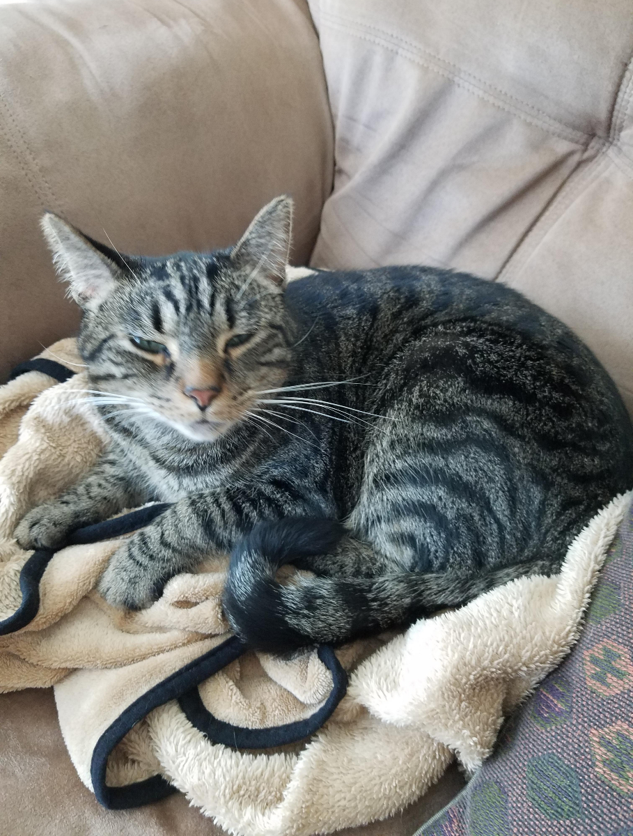 Man Tells Wife To Feed The Cat Or Get Out Of Bed, Seeks Judgement