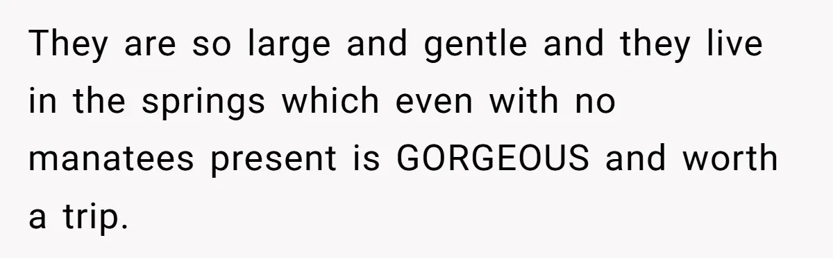 They are so large and gentle and they live in the springs which even with no manatees present is GORGEOUS and worth a trip.