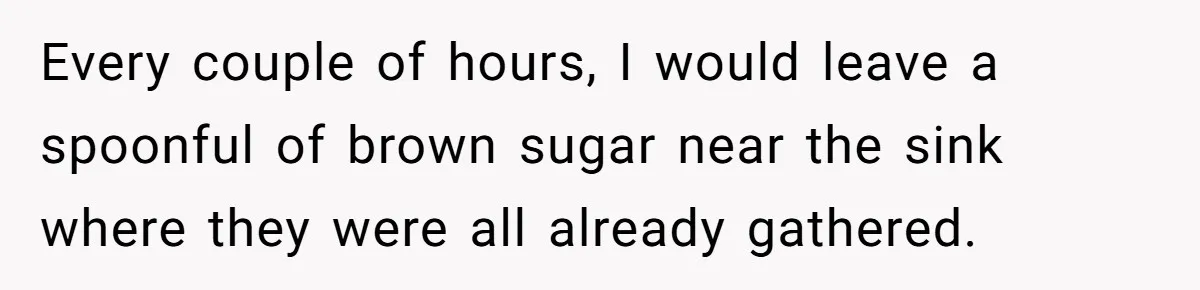 Roommates Leave The Kitchen A Mess, So She Decides To Feed The Ants Before Moving Out Every couple of hours, I would leave a spoonful of brown sugar near the sink where they were all already gathered.