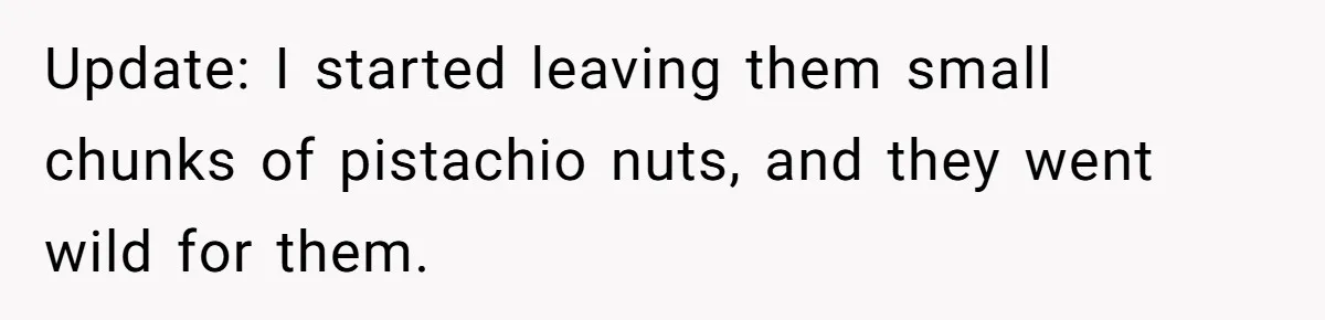 Roommates Leave The Kitchen A Mess, So She Decides To Feed The Ants Before Moving Out Update: I started leaving them small chunks of pistachio nuts, and they went wild for them.