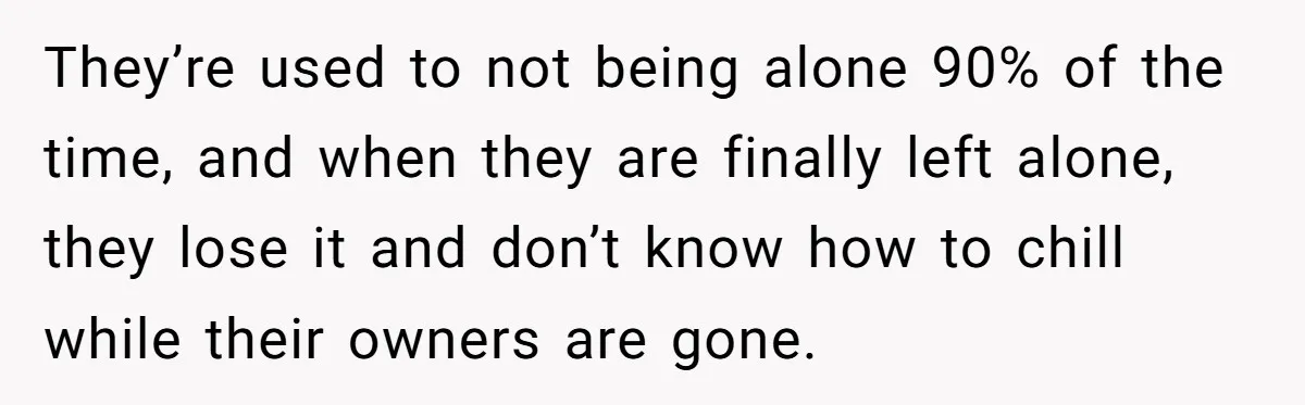 They’re used to not being alone 90% of the time, and when they are finally left alone, they lose it and don’t know how to chill while their owners are...