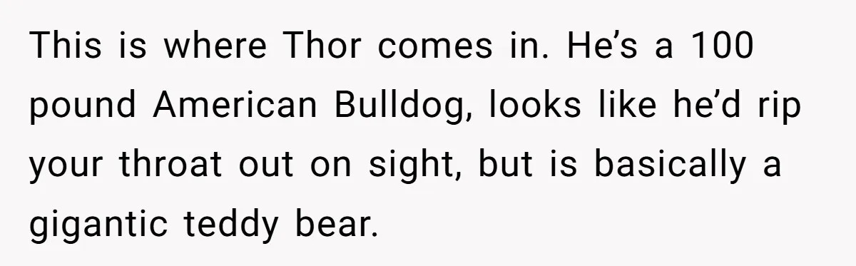 This is where Thor comes in. He’s a 100 pound American Bulldog, looks like he’d rip your throat out on sight, but is basically a gigantic teddy bear.