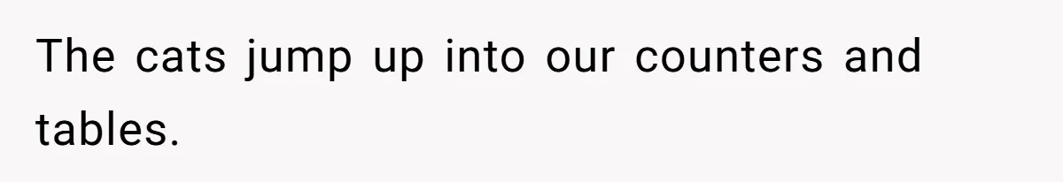 The cats jump up into our counters and tables.