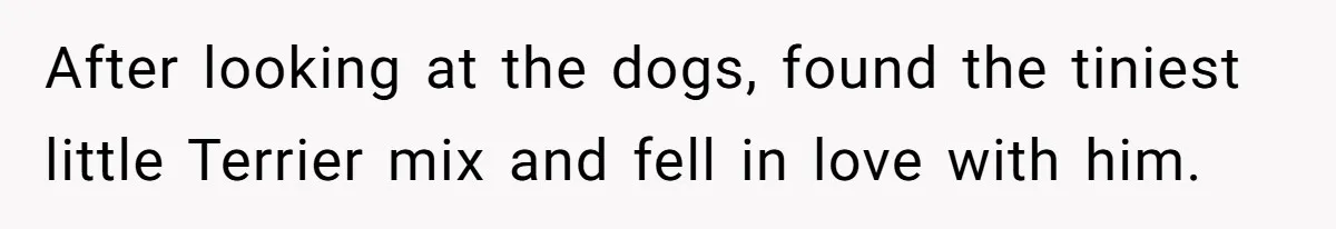 After looking at the dogs, found the tiniest little Terrier mix and fell in love with him.