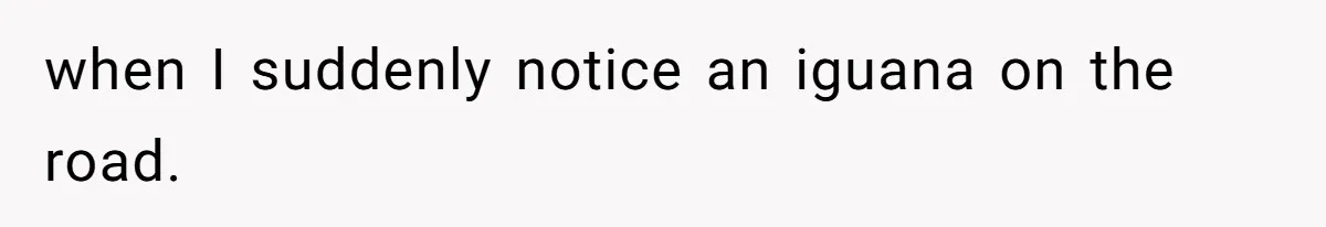 when I suddenly notice an iguana on the road.