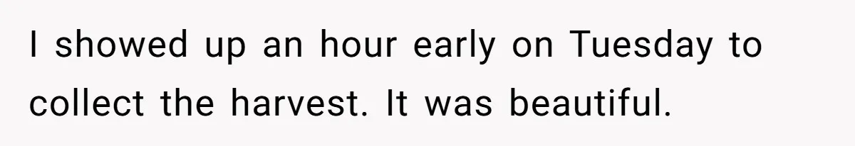 I showed up an hour early on Tuesday to collect the harvest. It was beautiful.