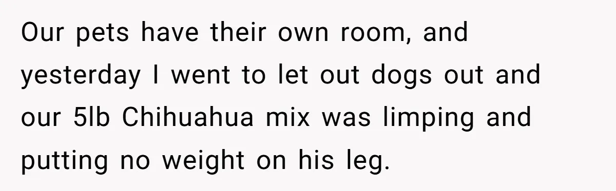 Our pets have their own room, and yesterday I went to let out dogs out and our 5lb Chihuahua mix was limping and putting no weight on his leg.