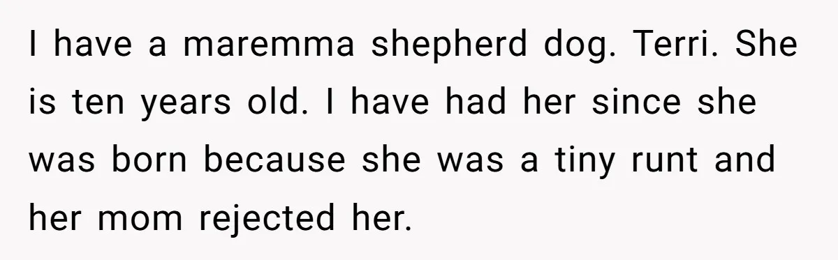 I have a maremma shepherd dog. Terri. She is ten years old. I have had her since she was born because she was a tiny runt and her mom rejected...