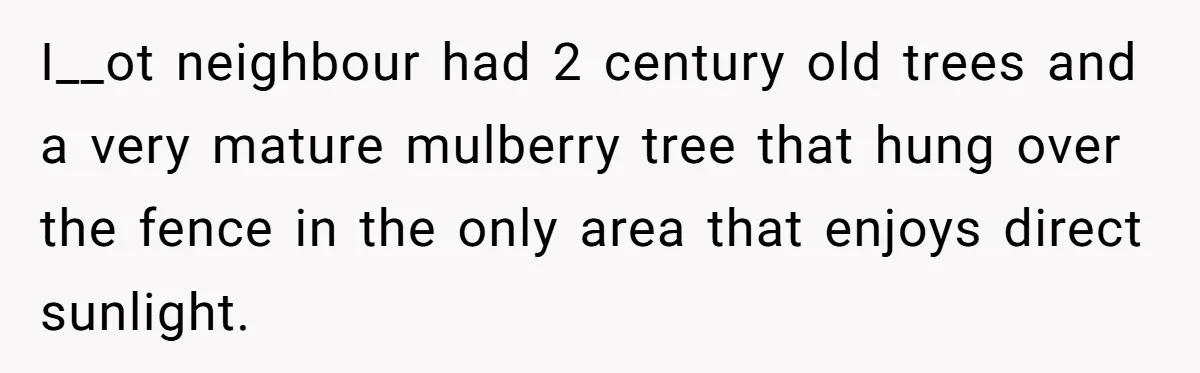 I__ot neighbour had 2 century old trees and a very mature mulberry tree that hung over the fence in the only area that enjoys direct sunlight.