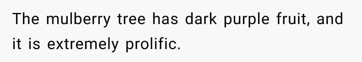 The mulberry tree has dark purple fruit, and it is extremely prolific.