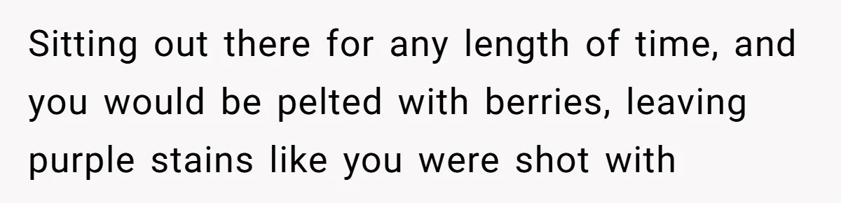 Sitting out there for any length of time, and you would be pelted with berries, leaving purple stains like you were shot with