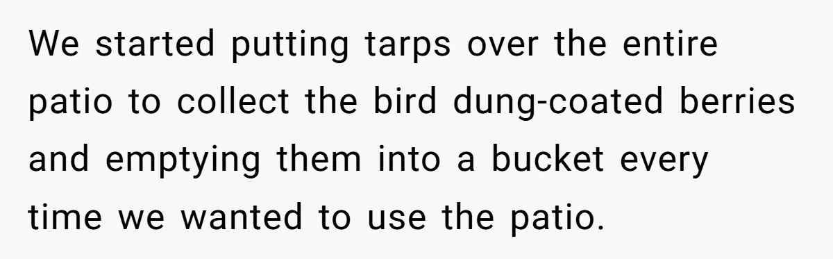 We started putting tarps over the entire patio to collect the bird dung-coated berries and emptying them into a bucket every time we wanted to use the patio.