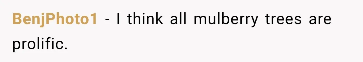 BenjPhoto1 − I think all mulberry trees are prolific.