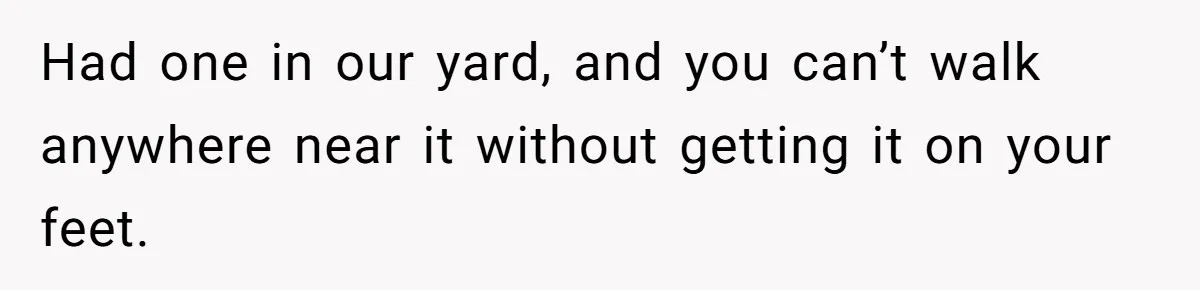 Had one in our yard, and you can’t walk anywhere near it without getting it on your feet.