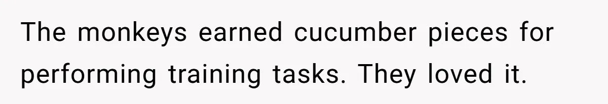 The monkeys earned cucumber pieces for performing training tasks. They loved it.