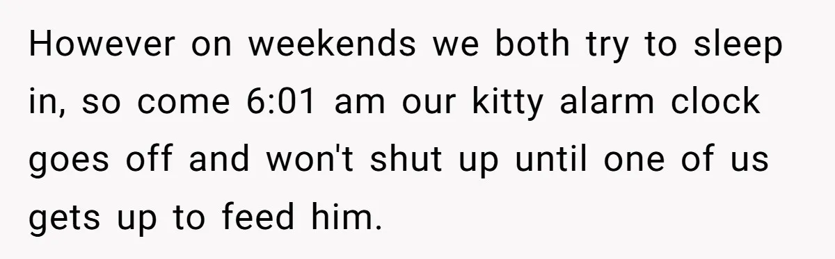 However on weekends we both try to sleep in, so come 6:01 am our kitty alarm clock goes off and won't shut up until one of us gets up to...