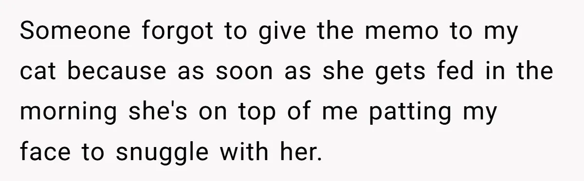 Someone forgot to give the memo to my cat because as soon as she gets fed in the morning she's on top of me patting my face to snuggle with...