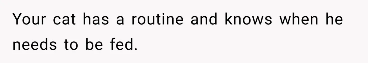 Your cat has a routine and knows when he needs to be fed.