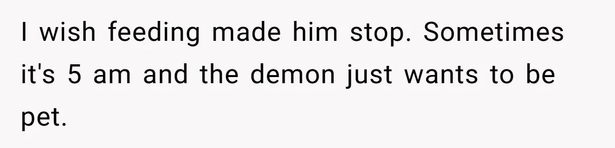 I wish feeding made him stop. Sometimes it's 5 am and the demon just wants to be pet.