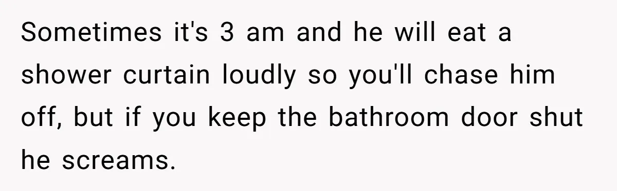 Sometimes it's 3 am and he will eat a shower curtain loudly so you'll chase him off, but if you keep the bathroom door shut he screams.