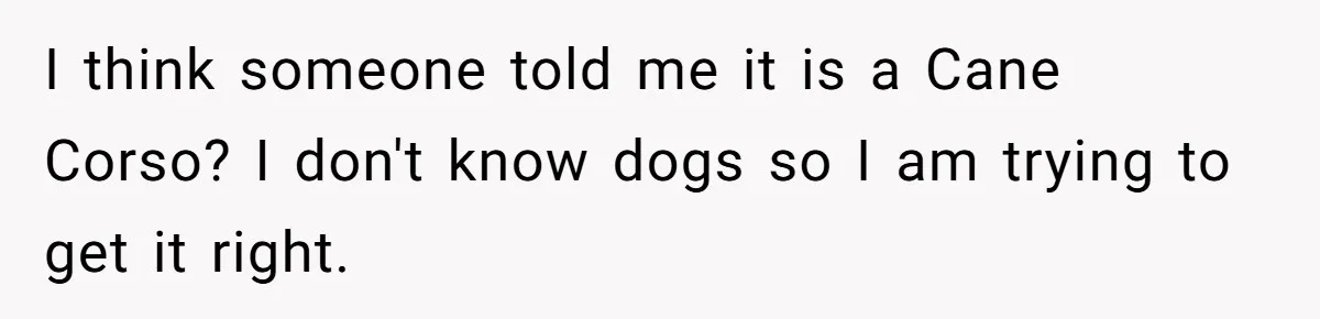 I think someone told me it is a Cane Corso? I don't know dogs so I am trying to get it right.