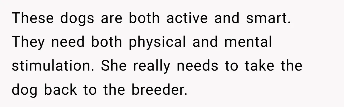 These dogs are both active and smart. They need both physical and mental stimulation. She really needs to take the dog back to the breeder.