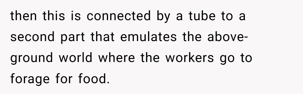 then this is connected by a tube to a second part that emulates the above-ground world where the workers go to forage for food.