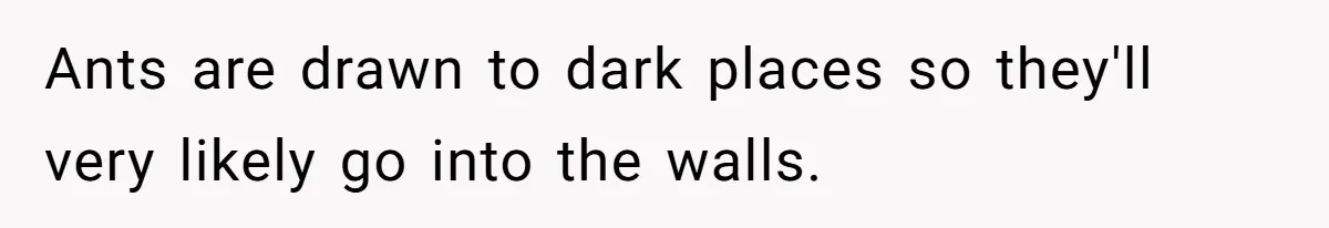 Ants are drawn to dark places so they'll very likely go into the walls.