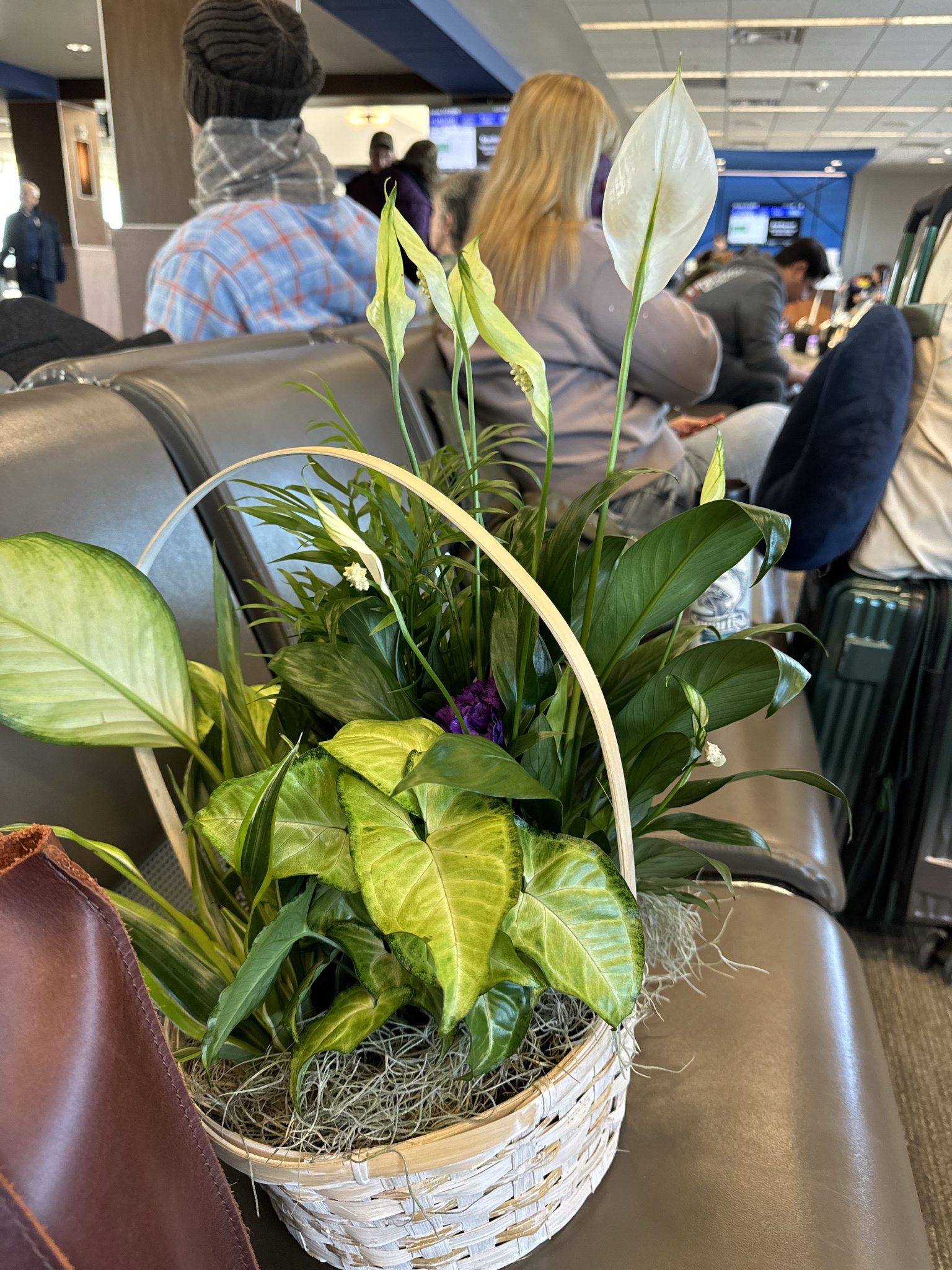 Airport Cashier Mocked A Traveler’s Plant Until She Learned It Came From A Funeral