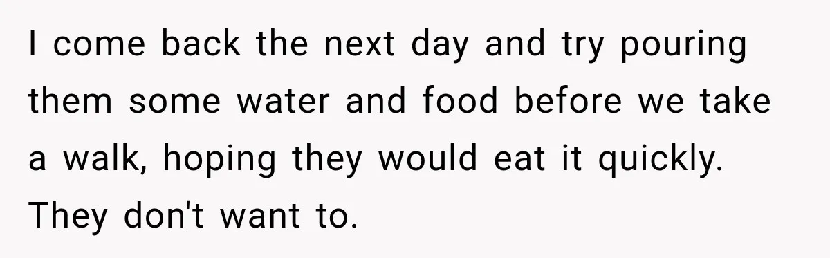 Son Calls Mom Home From Beach Trip After Finding Dogs Refusing Food And Water I come back the next day and try pouring them some water and food before we take a walk, hoping they would eat it quickly. They don't want to.
