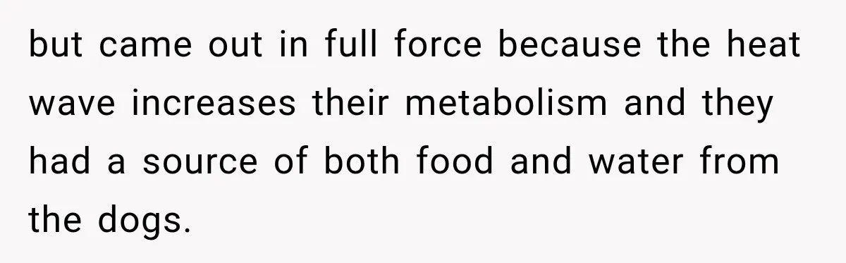 Son Calls Mom Home From Beach Trip After Finding Dogs Refusing Food And Water but came out in full force because the heat wave increases their metabolism and they had a source of both food and water from the dogs.