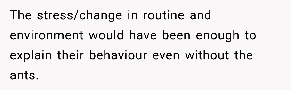 Son Calls Mom Home From Beach Trip After Finding Dogs Refusing Food And Water The stress/change in routine and environment would have been enough to explain their behaviour even without the ants.
