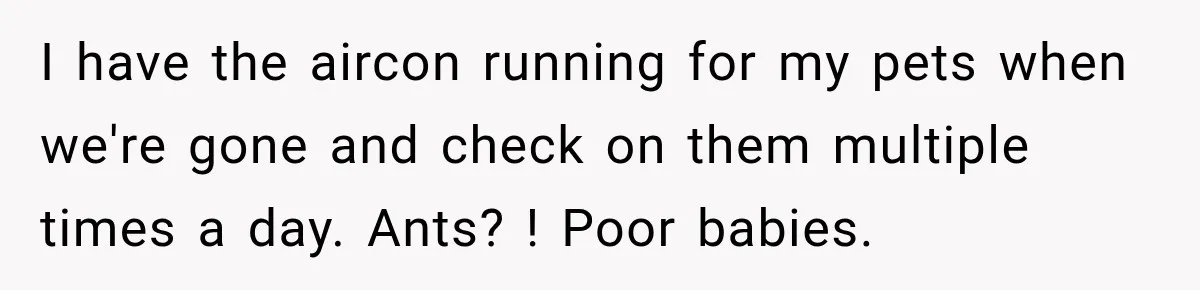 Son Calls Mom Home From Beach Trip After Finding Dogs Refusing Food And Water I have the aircon running for my pets when we're gone and check on them multiple times a day. Ants? ! Poor babies.