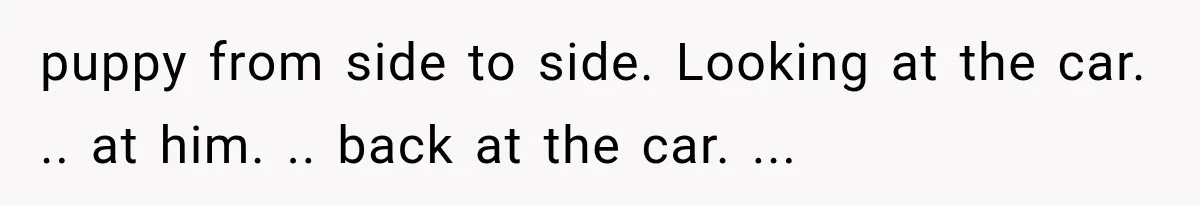 Entitled Mom Shames a Kid on the Metro, Until He Reveals the Truth She Never Expected puppy from side to side. Looking at the car. .. at him. .. back at the car. ...