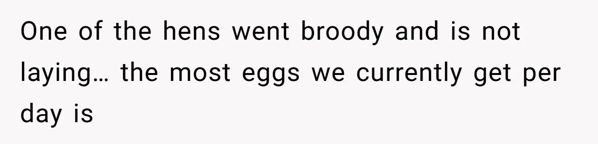 Mom Kept Selling Her Eggs, Then She Emptied the Fridge Before Breakfast Without Asking One of the hens went broody and is not laying… the most eggs we currently get per day is