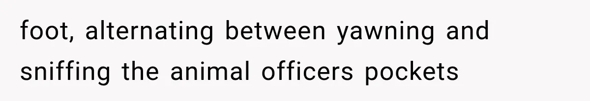 foot, alternating between yawning and sniffing the animal officers pockets