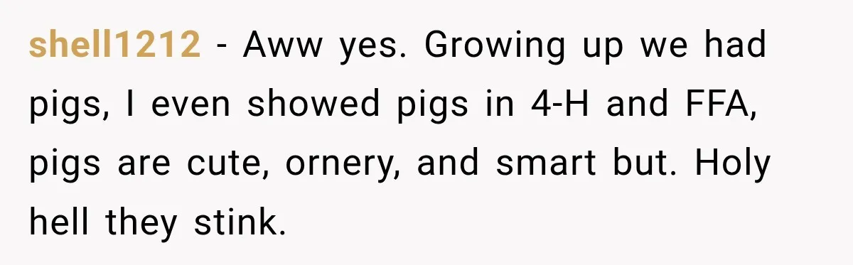 Neighbor Sued Over Six Inches of Fence, So This Rancher Gave Him Exactly What He Asked For shell1212 − Aww yes. Growing up we had pigs, I even showed pigs in 4-H and FFA, pigs are cute, ornery, and smart but. Holy hell they stink.