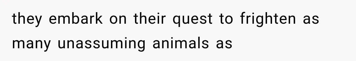 they embark on their quest to frighten as many unassuming animals as