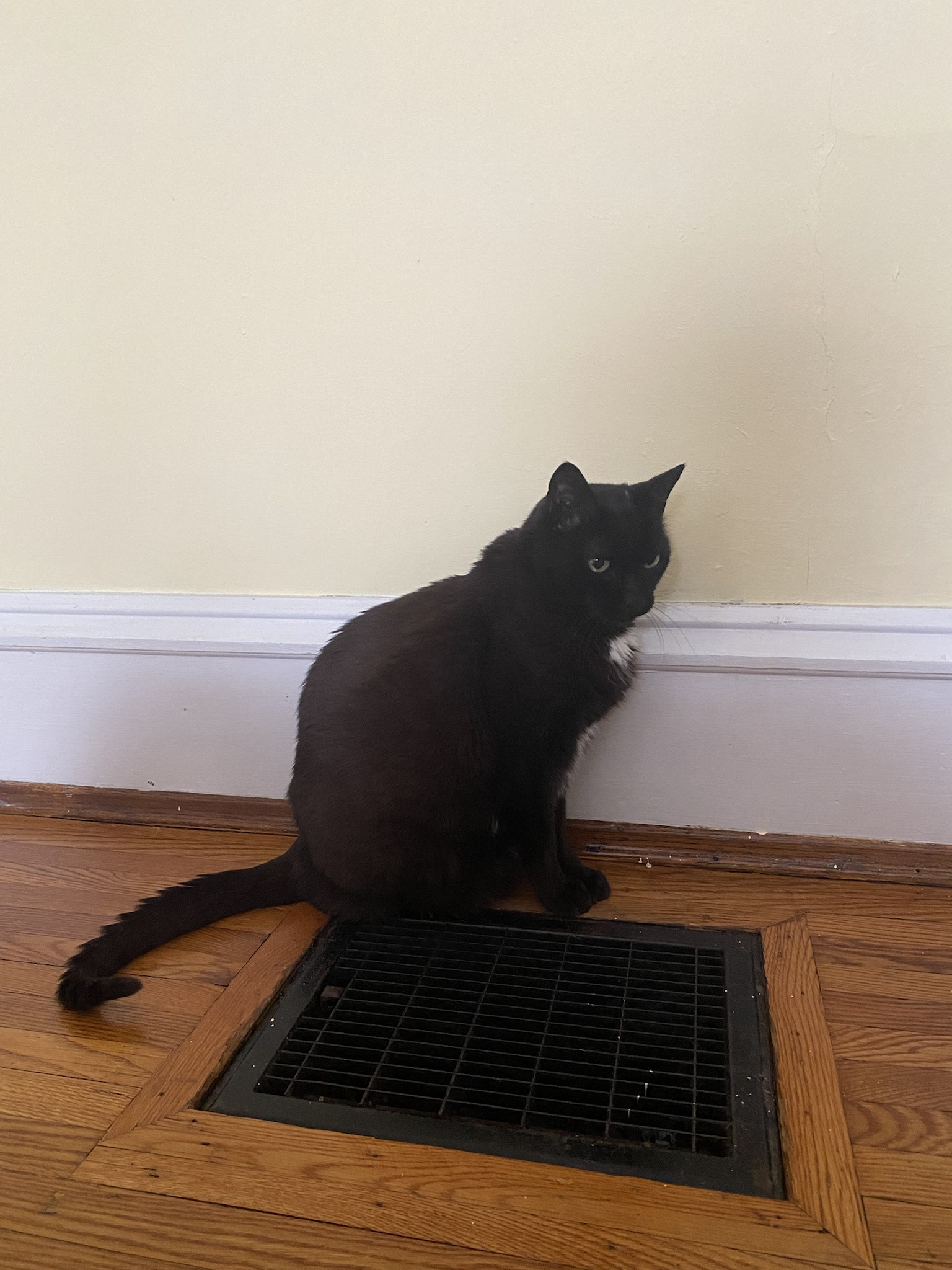 Elderly Cat Learns He Can “Trick” His Owners, But They Secretly Let Him Win Elderly Cat Learns He Can “Trick” His Owners, But They Secretly Let Him Win