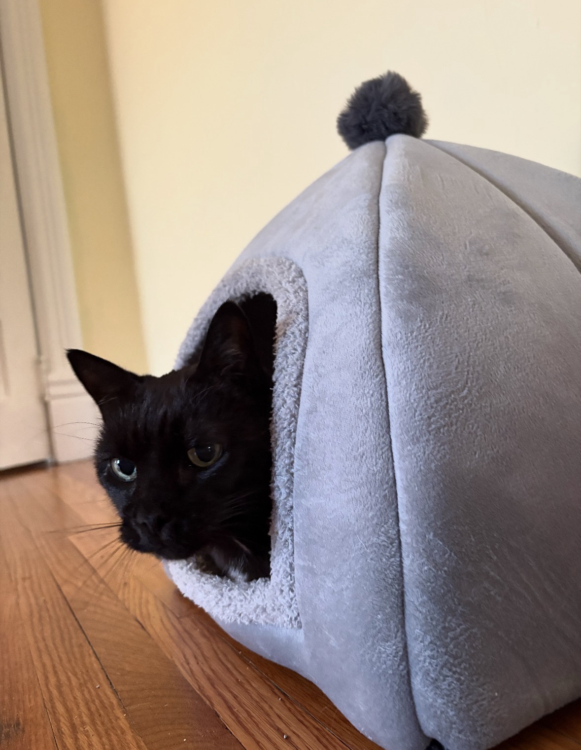 Elderly Cat Learns He Can “Trick” His Owners, But They Secretly Let Him Win Elderly Cat Learns He Can “Trick” His Owners, But They Secretly Let Him Win