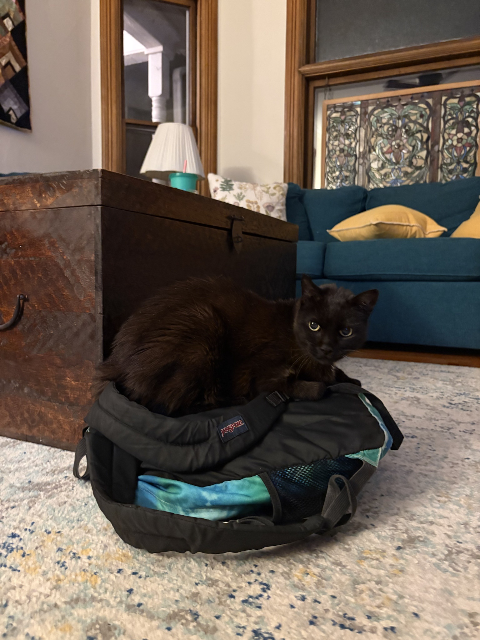 Elderly Cat Learns He Can “Trick” His Owners, But They Secretly Let Him Win Elderly Cat Learns He Can “Trick” His Owners, But They Secretly Let Him Win